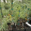 Angel Falls Weeping Eastern White Pine - Pinus Strobus Pendula - 5.5" Pot -HIRTS Sales afallsewhitepine 66803.1678996076