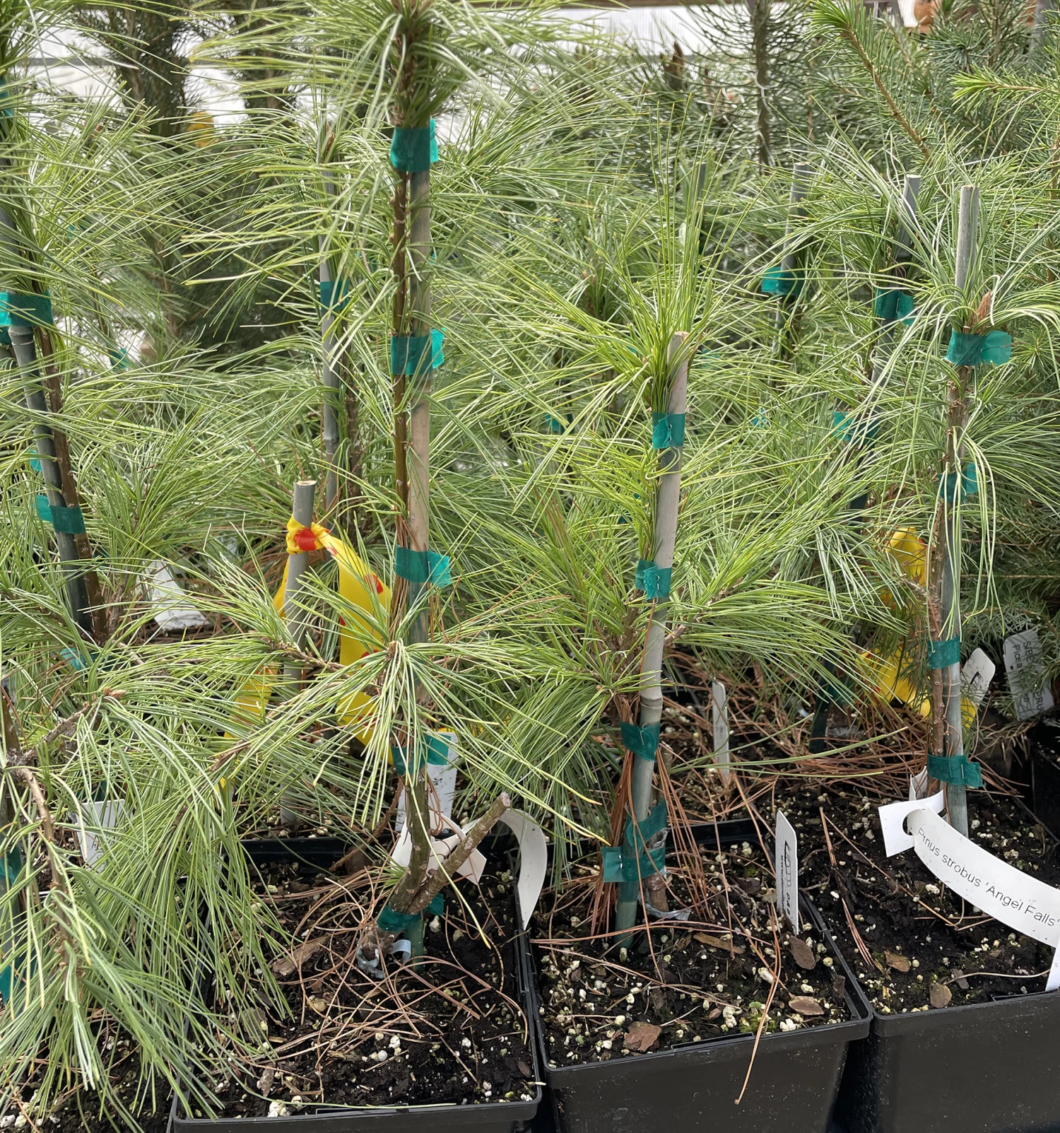 Angel Falls Weeping Eastern White Pine - Pinus Strobus Pendula - 5.5" Pot 3 Angel Falls Weeping Eastern White Pine - Pinus Strobus Pendula - 5.5" Pot