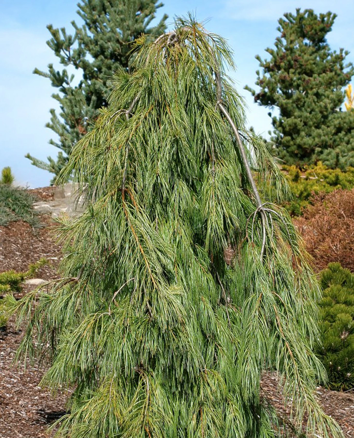 Angel Falls Weeping Eastern White Pine - Pinus Strobus Pendula - 5.5" Pot 4 Angel Falls Weeping Eastern White Pine - Pinus Strobus Pendula - 5.5" Pot - Image 2