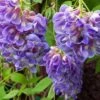 Amethyst Falls Wisteria Vine - 4" Pot -HIRTS Sales afwisteriaf421 01093.1630674916