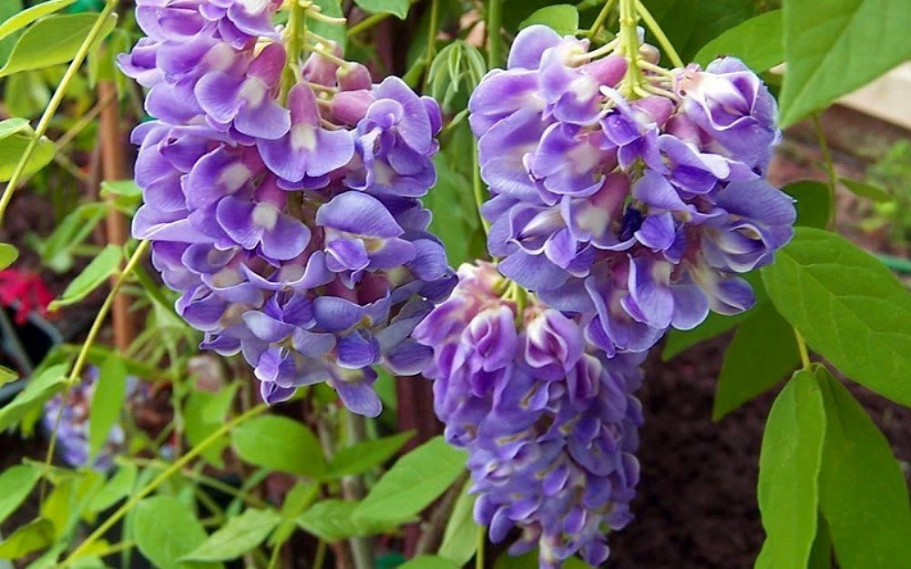 Amethyst Falls Wisteria Vine - 4" Pot 3 Amethyst Falls Wisteria Vine - 4" Pot