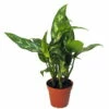 Maria Chinese Evergreen Plant - Aglaonema - Low Light - 4" Pot -HIRTS Sales aglaonemamaria1new 79061.1597516339