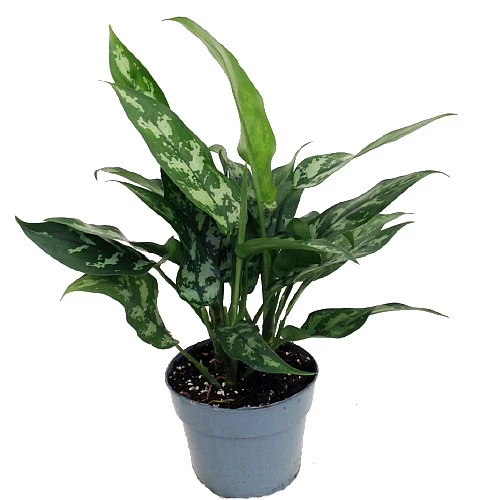 Maria Chinese Evergreen Plant - Aglaonema - Low Light - 6" Pot 3 Maria Chinese Evergreen Plant - Aglaonema - Low Light - 6" Pot