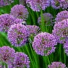 Millenium Flowering Onion Perennial - Allium - Gallon Pot -HIRTS Sales alliummillenium2 54747.1649702586