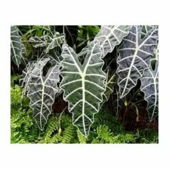 Amazon Black Shield Plant - Alocasia Amazonica - Polly - 4" Pot
