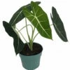 Green Velvet African Mask Plant - Alocasia Frydek - Houseplant - 6" Pot