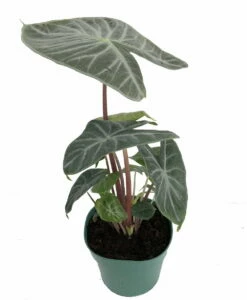 Ivory Coast African Mask Plant - Elephant Ear - Alocasia - Indoors/Out - 4" Pot 7 Ivory Coast African Mask Plant - Elephant Ear - Alocasia - Indoors/Out - 4" Pot -HIRTS Sales alocasiaivorycoast1 34224.1652983551