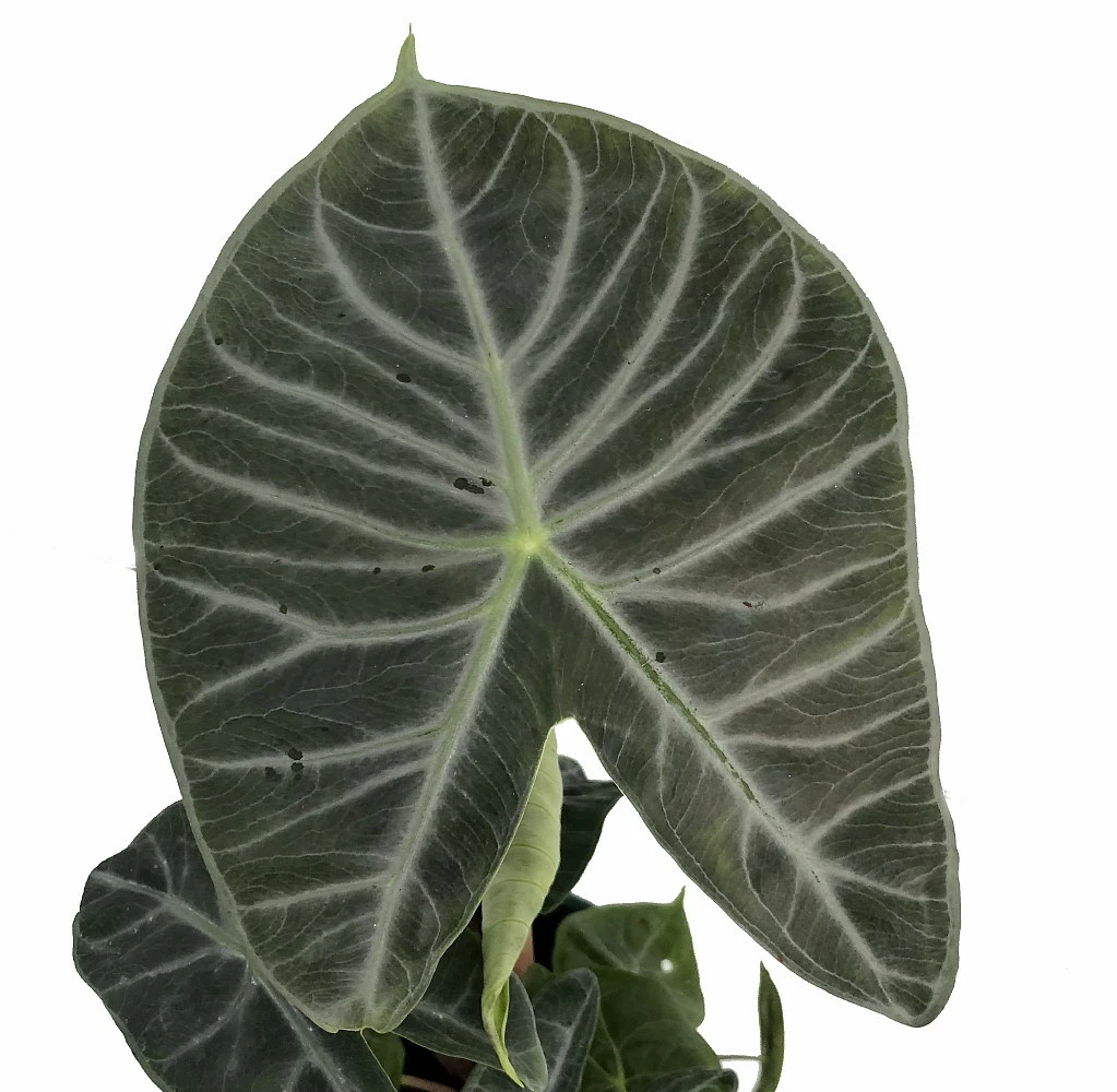 Ivory Coast African Mask Plant - Elephant Ear - Alocasia - Indoors/Out - 4" Pot 4 Ivory Coast African Mask Plant - Elephant Ear - Alocasia - Indoors/Out - 4" Pot - Image 2