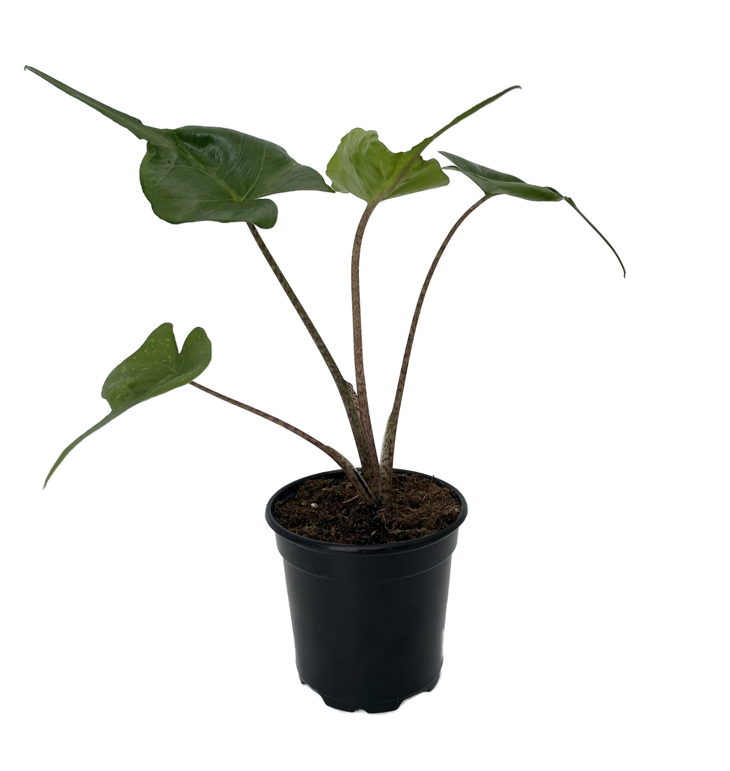 Rare Stingray Plant - Alocasia - Elephant Ears - 4" Pot - Collector's Series 4 Rare Stingray Plant - Alocasia - Elephant Ears - 4" Pot - Collector's Series - Image 2