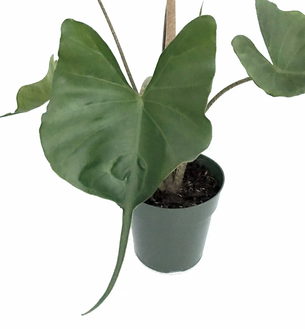 Rare Stingray Plant - Alocasia - Elephant Ears - 4" Pot - Collector's Series 5 Rare Stingray Plant - Alocasia - Elephant Ears - 4" Pot - Collector's Series - Image 3