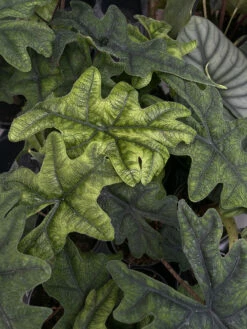 Jacklyn Alocasia Tandurusa - 2" Pot - Collector's Series -HIRTS Sales alojacklyn1 98379.1691787627