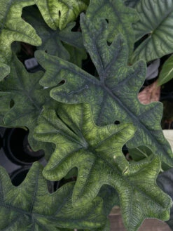 Jacklyn Alocasia Tandurusa - 4" Pot - Collector's Series -HIRTS Sales alojacklyn2 35535.1661363252