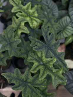 Jacklyn Alocasia Tandurusa - 2" Pot - Collector's Series -HIRTS Sales alojacklyn3 49986.1691787628