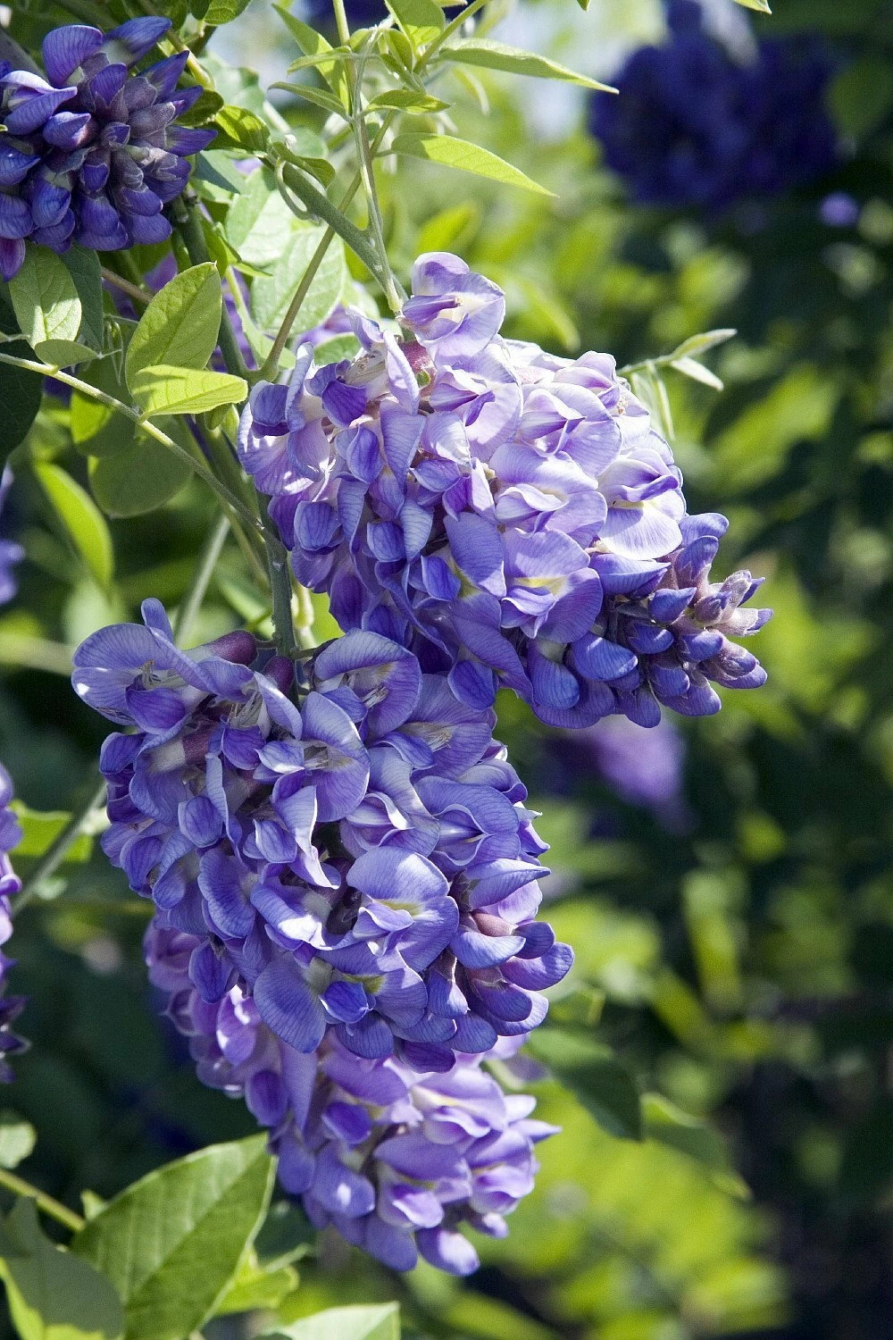 Amethyst Falls Wisteria Vine - 4" Pot 4 Amethyst Falls Wisteria Vine - 4" Pot - Image 2