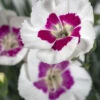 American Pie® Berry À La Mode Dianthus - Garden Pinks - Fragrant - Quart Pot -HIRTS Sales americanpieberry 57589.1683149658
