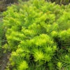 Angelina Sedum - Stonecrop Ground Cover - Live Plant - Quart Pot -HIRTS Sales angelinarefsedum 03463.1626398230