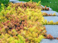 Angelina Sedum - Stonecrop Ground Cover - Live Plant - Quart Pot -HIRTS Sales angelinasedum 20260.1626398231