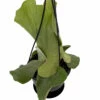 Angola Staghorn Fern - Platycerium Elephantotis - 4.5" Black Hanging Basket