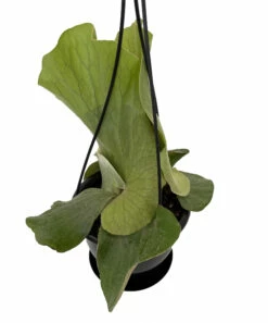 Angola Staghorn Fern - Platycerium Elephantotis - 4.5" Black Hanging Basket