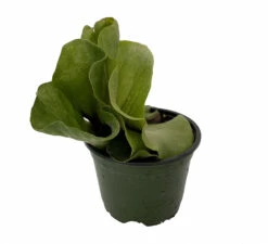 Angola Staghorn Fern - Platycerium Elephantotis - 4" Pot - Collector's Series -HIRTS Sales angolastag4in 87821.1690932462