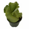 Angola Staghorn Fern - Platycerium Elephantotis - 4" Pot - Collector's Series -HIRTS Sales angolastaghorn4in 85959.1690932462