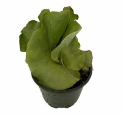 Angola Staghorn Fern - Platycerium Elephantotis - 4" Pot - Collector's Series