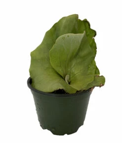 Angola Staghorn Fern - Platycerium Elephantotis - 4" Pot - Collector's Series -HIRTS Sales angstag4 38357.1690932463