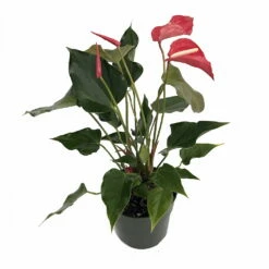 Aren't You Orange Anthurium Plant - Easy To Grow House Plant - 6" Pot -HIRTS Sales anthuriumchrisredhr4 75374.1663087812