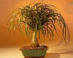 Guatemalan Red Ponytail Palm - Stump - Beaucarnea - 4" Pot - Collector's Series -HIRTS Sales api09xmzi 42230.1592325588