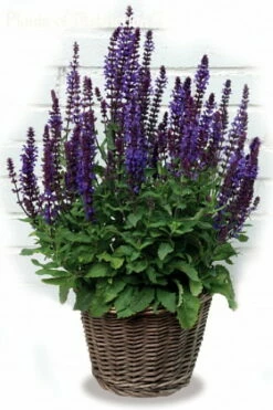 New Dimension Blue Meadow Sage - Salvia - Quart Pot -HIRTS Sales api0uv4o3 49601.1592324079