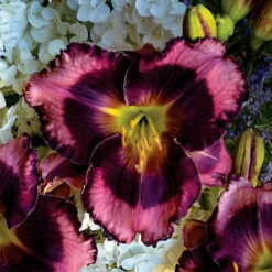Rainbow Rhythm® Storm Shelter Daylily - Hemerocallis - Gallon Pot -Proven Winners