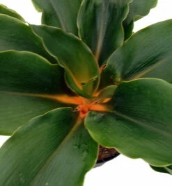 Orange Mandarin Spider Plant - Chlorophytum - Easy To Grow - 6" Pot 7 Orange Mandarin Spider Plant - Chlorophytum - Easy To Grow - 6" Pot -HIRTS Sales api1kgsy1 93927.1592330589