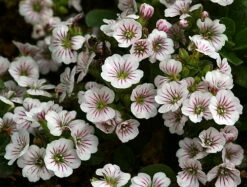 Babies Breath Mouse Ear - Gypsophila Cerastioides - Quart Pot 11 Babies Breath Mouse Ear - Gypsophila Cerastioides - Quart Pot -HIRTS Sales api1mvtdb 28593.1592334538