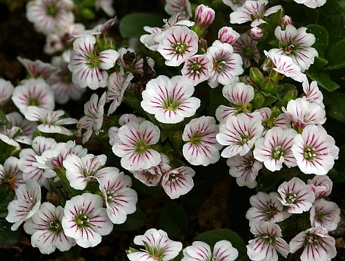 Babies Breath Mouse Ear - Gypsophila Cerastioides - Quart Pot 7 Babies Breath Mouse Ear - Gypsophila Cerastioides - Quart Pot - Image 5