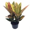 Colorful Croton - 6" Pot - Croton Petra - Easy To Grow House Plant -HIRTS Sales api1pcwzw 90835.1592326133