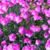 Fire Witch Dianthus Perennial - Spicy Fragrance! - Quart Pot 1 Fire Witch Dianthus Perennial - Spicy Fragrance! - Quart Pot -HIRTS Sales api1x7jsz 52506.1619271171