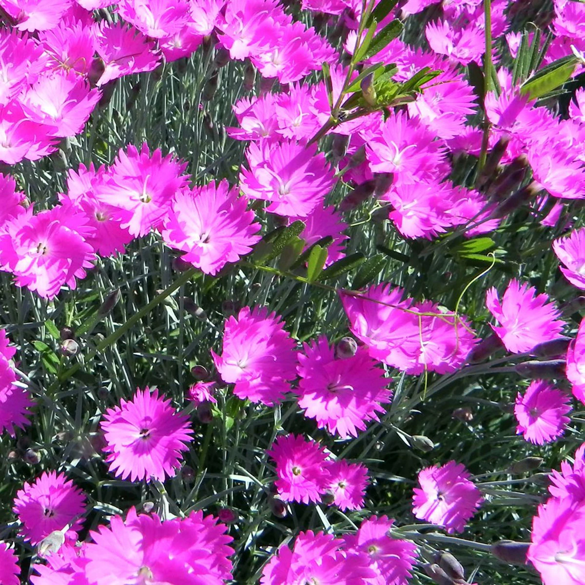 Fire Witch Dianthus Perennial - Spicy Fragrance! - Quart Pot 3 Fire Witch Dianthus Perennial - Spicy Fragrance! - Quart Pot