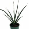 Fernwood Mikado Snake Plant - Sanseveria - Almost Impossible To Kill - 5" Pot -HIRTS Sales api1xrj08 26708.1592323876