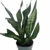 Snake Plant, Mother-In-Law's Tongue - Sansevieria - 6" Pot