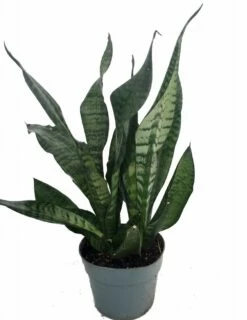 Snake Plant, Mother-In-Law's Tongue - Sansevieria - 6" Pot