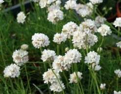 White Sea Thrift Perennial - Armeria Alba - Quart Pot -HIRTS Sales api2p1ycp 82271.1592324136