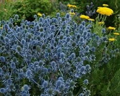 Blue Hobbit Sea Holly Perennial - Eryngium - Live Plant - Quart Pot -HIRTS Sales api2xy8oq 67227.1592325725