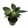 Rare White Veined Birkin Philodendron - From Our Collector's Series - 6" Pot -HIRTS Sales api3hx739 70721.1612881917