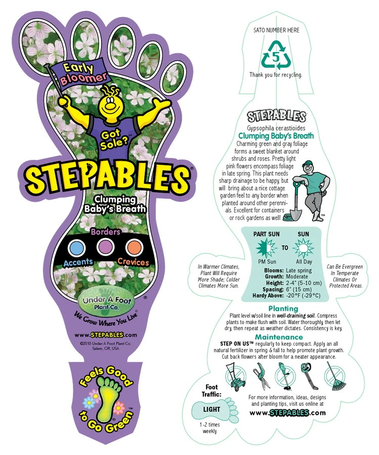 Babies Breath Mouse Ear - Gypsophila Cerastioides - Quart Pot 6 Babies Breath Mouse Ear - Gypsophila Cerastioides - Quart Pot - Image 4