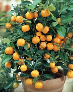 Miniature Orange Tree - Calamondin -8" Pot-NO SHIPPING TO TX, FL, AZ, CA, LA, HI -HIRTS Sales api3ngp99 31356.1592325043