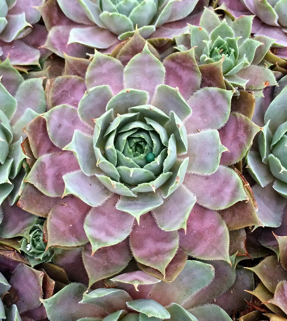 Desert Bloom Hens & Chicks - Sempervivum - Very Hardy - Quart Pot 4 Desert Bloom Hens & Chicks - Sempervivum - Very Hardy - Quart Pot - Image 2