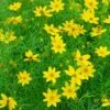Zagreb Coreopsis Perennial Plant - AGM WINNER - Quart Pot -HIRTS Sales api3pc3yh 41682.1592329768