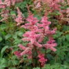 Key Largo Astilbe Perennial - Gorgeous Pink - Quart Pot -HIRTS Sales api3ppqk9 90878.1592330479
