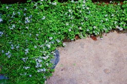 Blue Star Creeper - Isotoma - 3 Seasons Of Blooms - Gallon Pot -HIRTS Sales api3sswlr 96760.1592332887