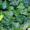 English Ivy 48 Plants - Hardy Groundcover - Sun Or Shade -1 3/4" Pots 1 English Ivy 48 Plants - Hardy Groundcover - Sun Or Shade -1 3/4" Pots -HIRTS Sales api3ukdtf 41993.1592323929